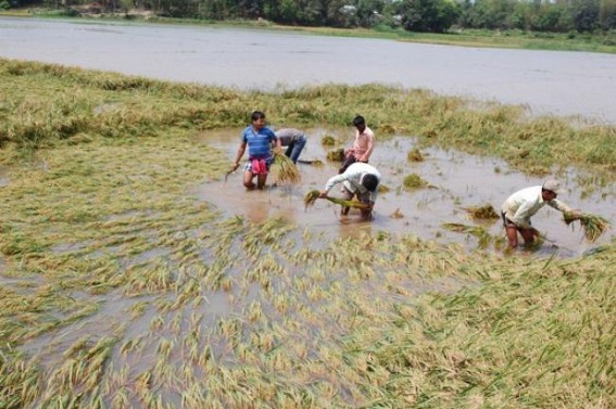 Continuous rain, thunderstorm hampers normal life in State everyday: Farmers becomes worst affected Continuous rain, thunderstorm hampers normal life in State everyday: Farmers becomes worst affected
